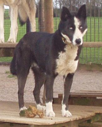 Foxtrott-2004-04-1402