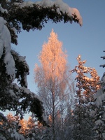 Tree-PICT040201-0802