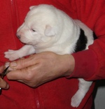 Q-Wurf-2004-11-05-0102