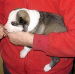 Q-Wurf-2004-11-05-0202