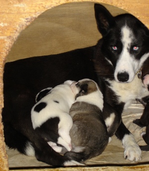 Q-Wurf-2004-11-05-0302