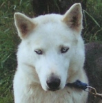 Hercules of Sepp-Alta