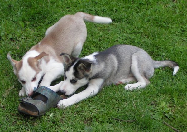 U-Litter-2007-08-19-32