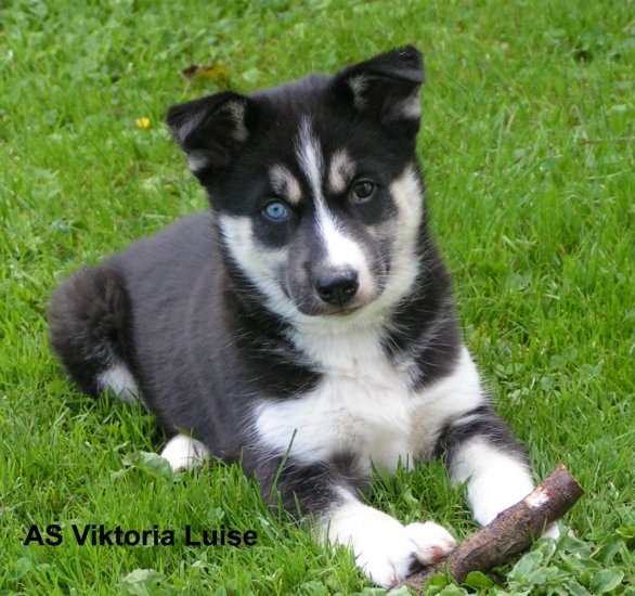 Viktoria-Luise-2007-09-15-2