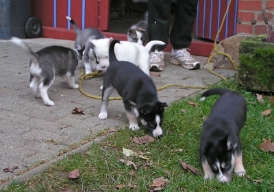 Z-Litter-20081102-21-400