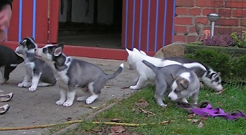 Z-Litter-20081102-71-400