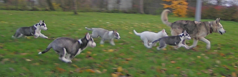 Z-laufend-2008-11-16-18