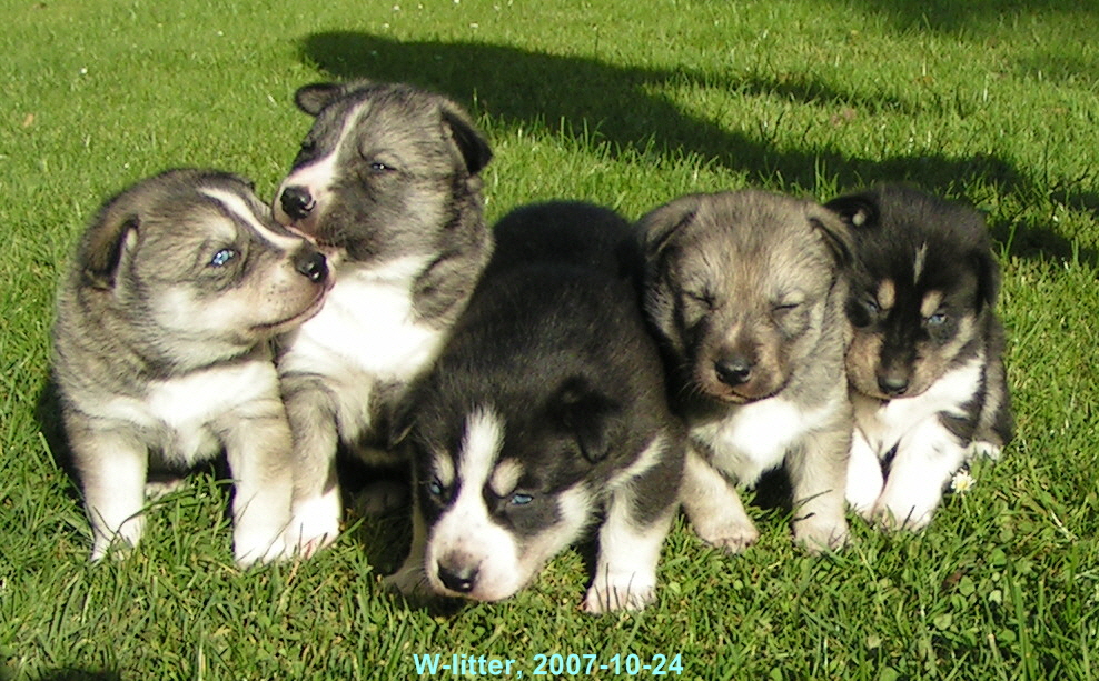 W-Litter-2007-10-24-41