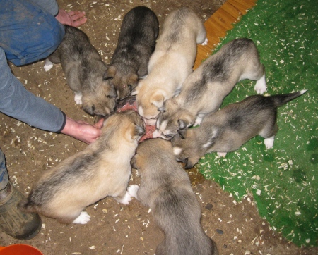 C-litter-2010-04-04_0324