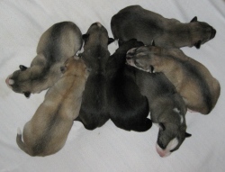 C-litter-2010-16-03_0296