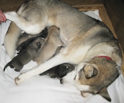 C-litter-2010-16-03_0303