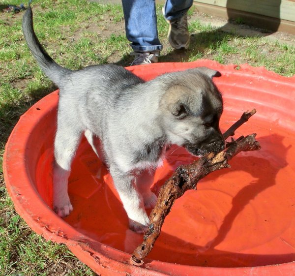 Indian-Pride_20120724_0767