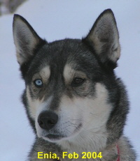 Enia-Kopf-PICT040201-2202