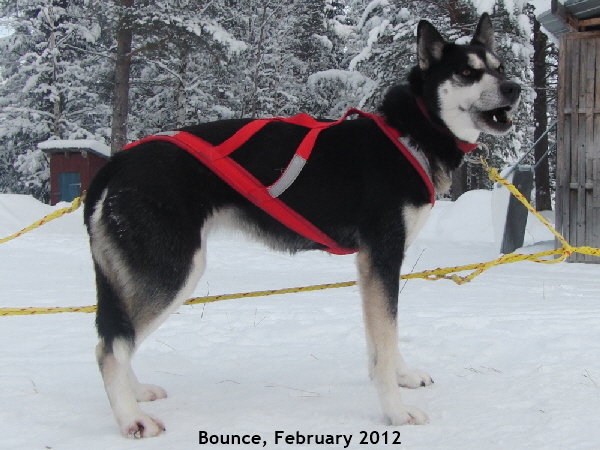 Bounce_20120205_2883