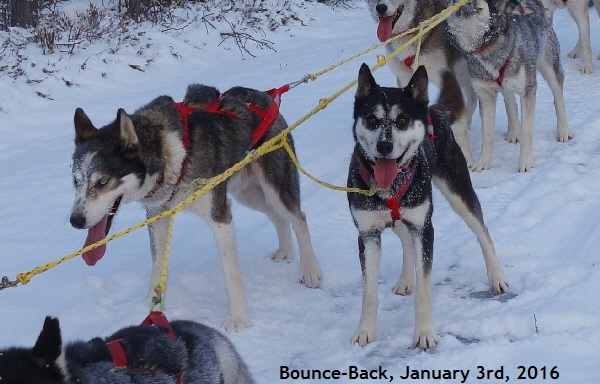 Bounce_20160103_0006_800