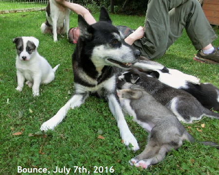 Bounce_20160709_4157a_800