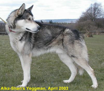 Yeggman-1a.2003040602