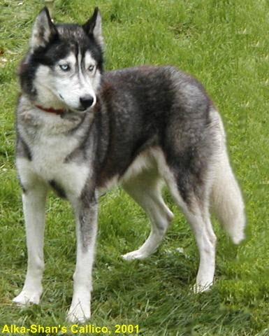 Callico2001Dk-385-48002