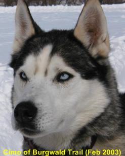 CIMO-04-head.2003-0202