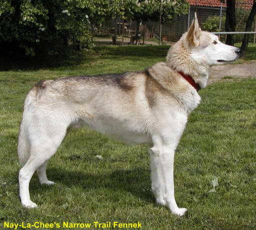 Fennek-2002-512-46102