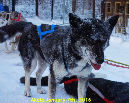 Akela_20160107_0043_600