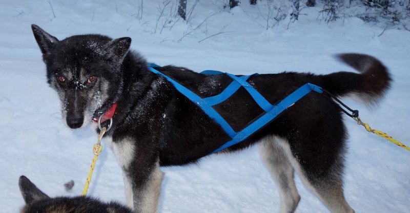 Akela_20160122_0150_800