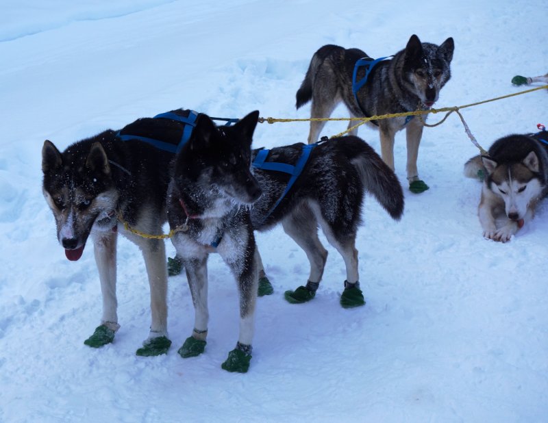 Akela_20160122_0176_800