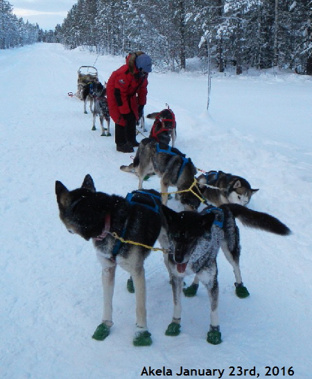 Akela_20160124_3800_800