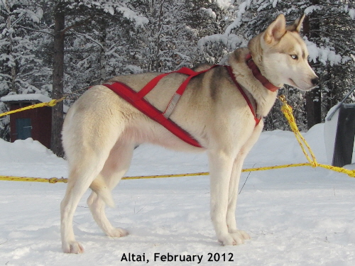 Altai_20120205_2857