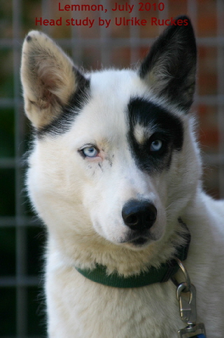 Lemmon_20100720_3515_Kopf