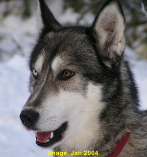 Image-Kopf-2004-01-27-3002