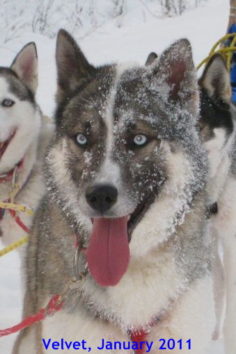 Black-Velvet_0134_ji