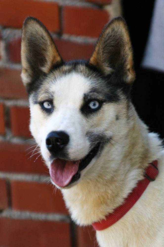 Yalca_20100720_3529_Kopf