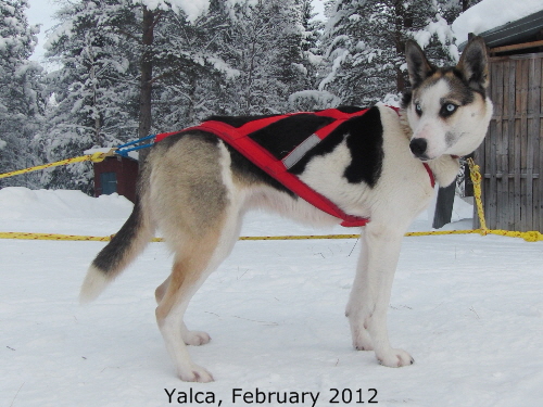 Yalca_20120205_2873