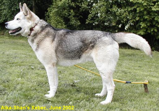 Xebec-2002-512-35803