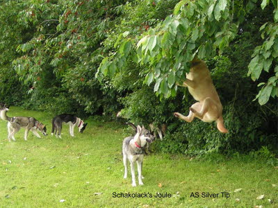 ASSilverTip-20070617-38