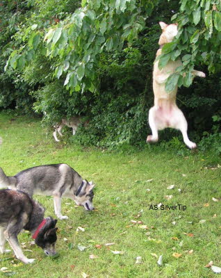 ASSilverTip-20070617-40