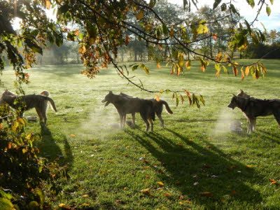 Fall_2013-10-13_0922