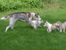 Moon-R-Pups-2006-06-18-55