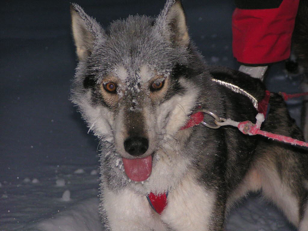 Fenrisulven's Breke (Bronco)