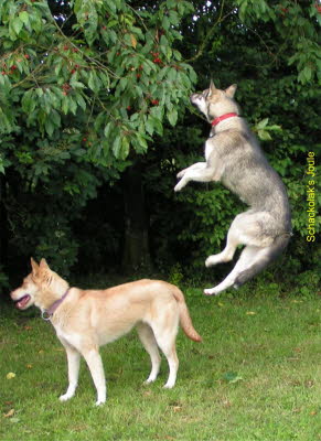 Schakolack-Joule-20070617-59